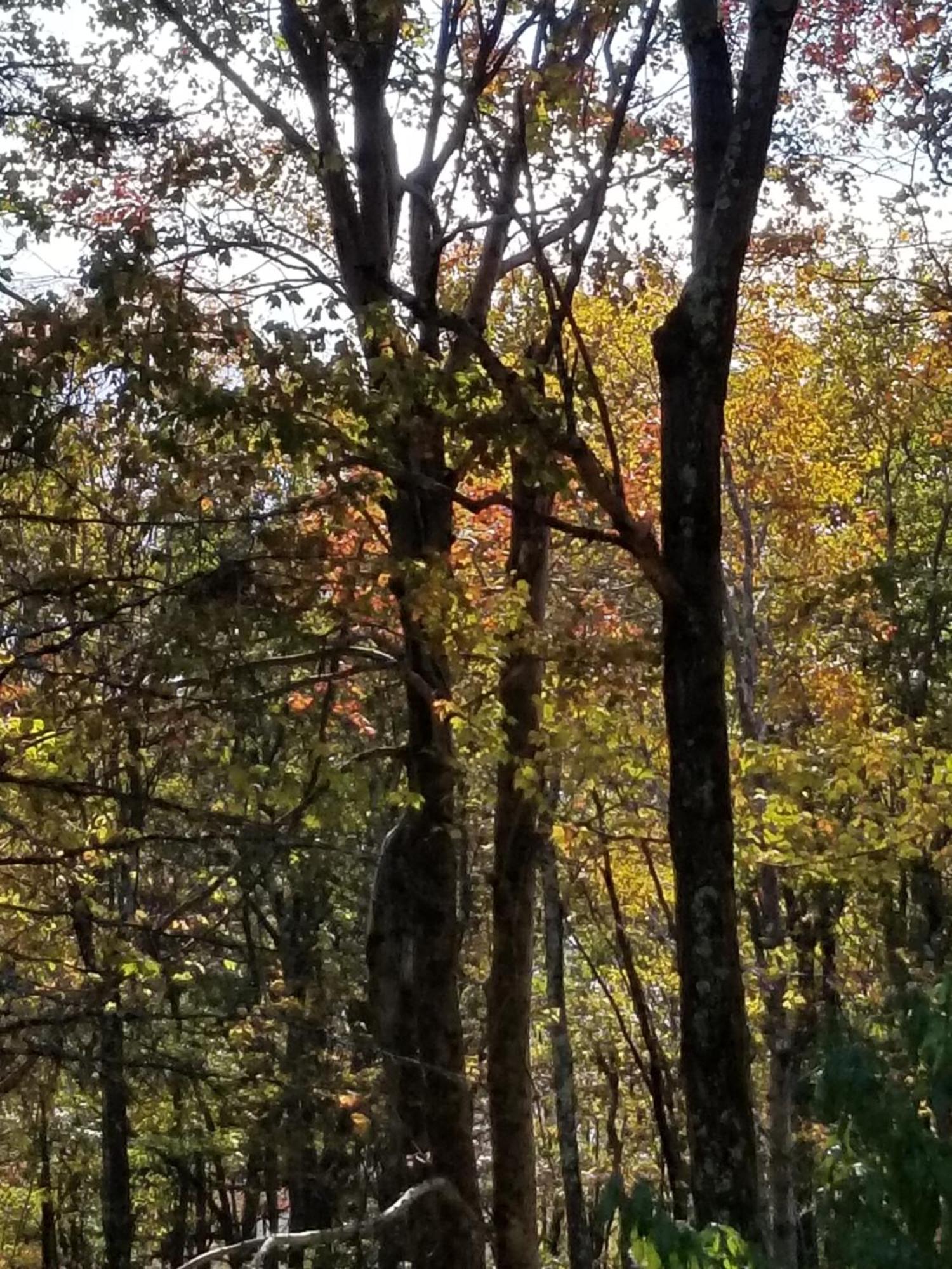 Holiday home Serenity And Fun In One In Cozy Pocono Jim Thorpe